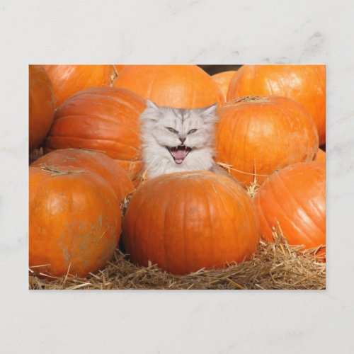 Kitten in pumpkins postcard