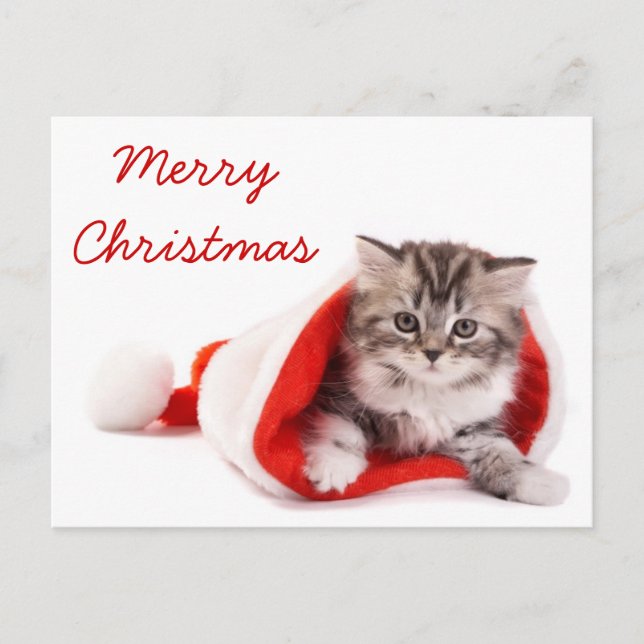 Kitten in Santa Hat Holiday Postcard (Front)