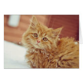 Kitten in Snow (Front Horizontal)