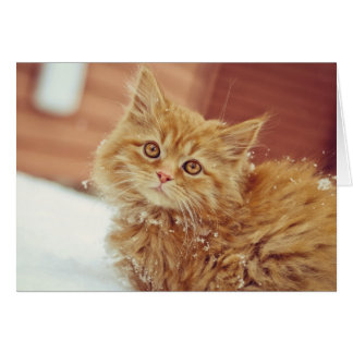 Kitten in Snow Cards