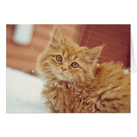 Kitten in Snow Cards (Front Horizontal)