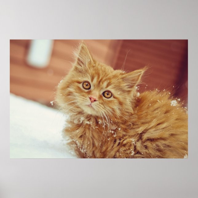 Kitten in Snow Poster (Front)