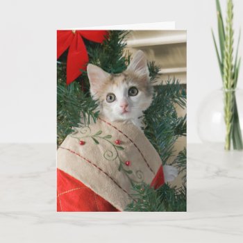 Kitten In Stocking Christmas Cards by lamessegee at Zazzle