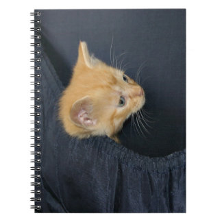 Kitten in suitcase notebook