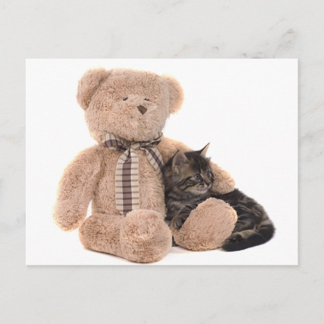 kitten in the arms of a teddy bear postcard (Front)