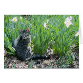 KITTEN IN THE GARDEN (Front Horizontal)