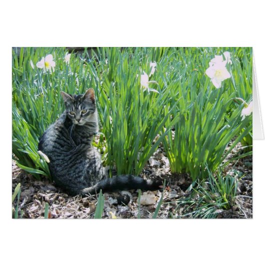 KITTEN IN THE GARDEN CARDS (Front Horizontal)