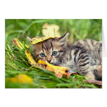 Kitten in the Leaves Card