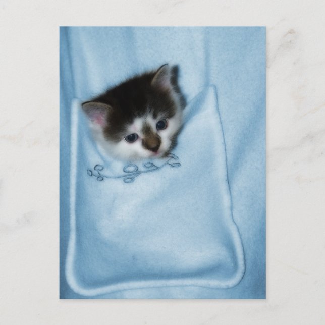 Kitten in the Pocket Postcard (Front)