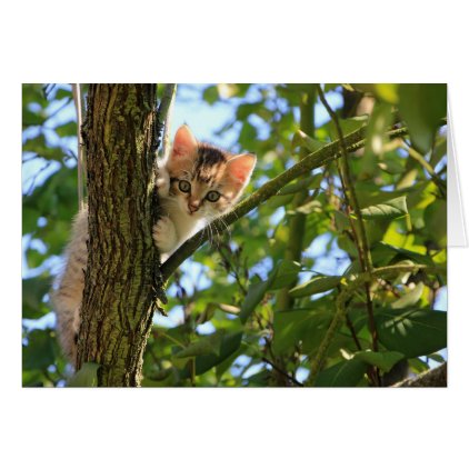 Kitten in Tree Card