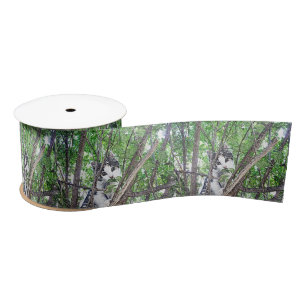 Kitten In Tree Pencil Drawing, Satin Ribbon