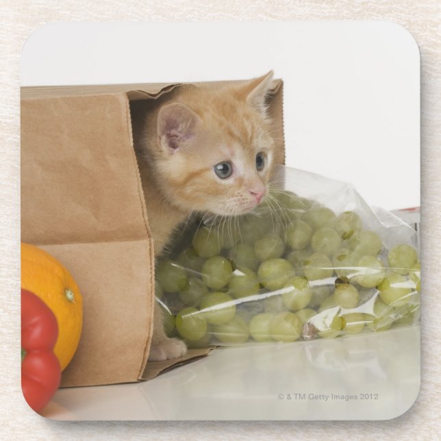 Kitten inside grocery bag beverage coaster (Front)