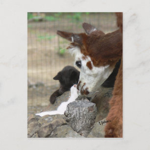 Kitten Kisses for Alpaca Postcard