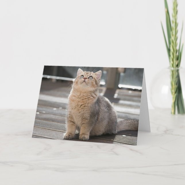 Kitten Letterpress Thank You Card (Front)