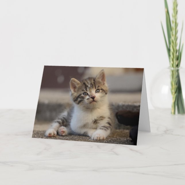 Kitten Letterpress Thank You Card (Front)