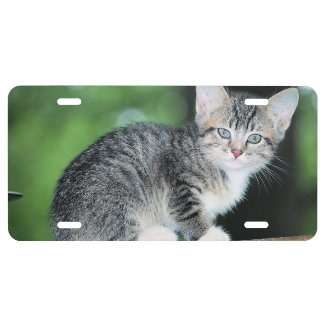 Kitten License Plate (Front)