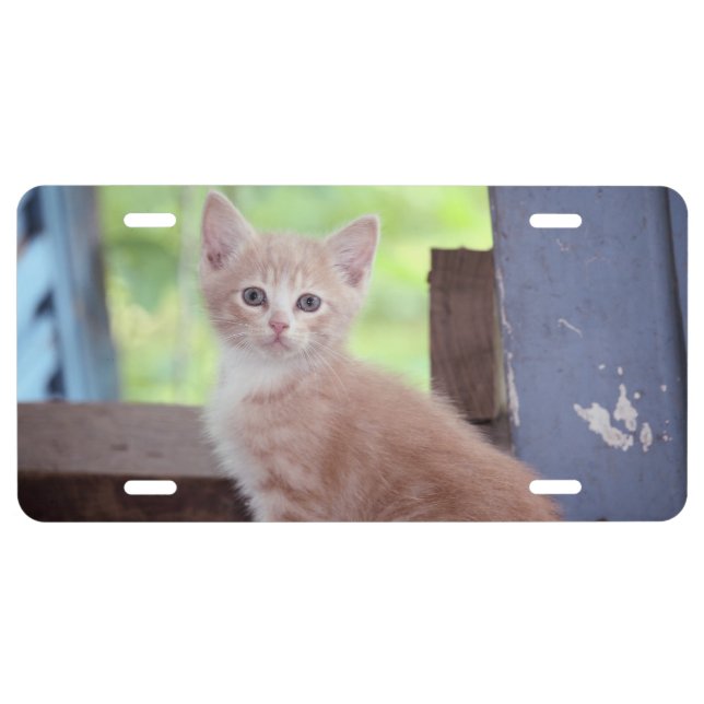 Kitten License Plate (Front)