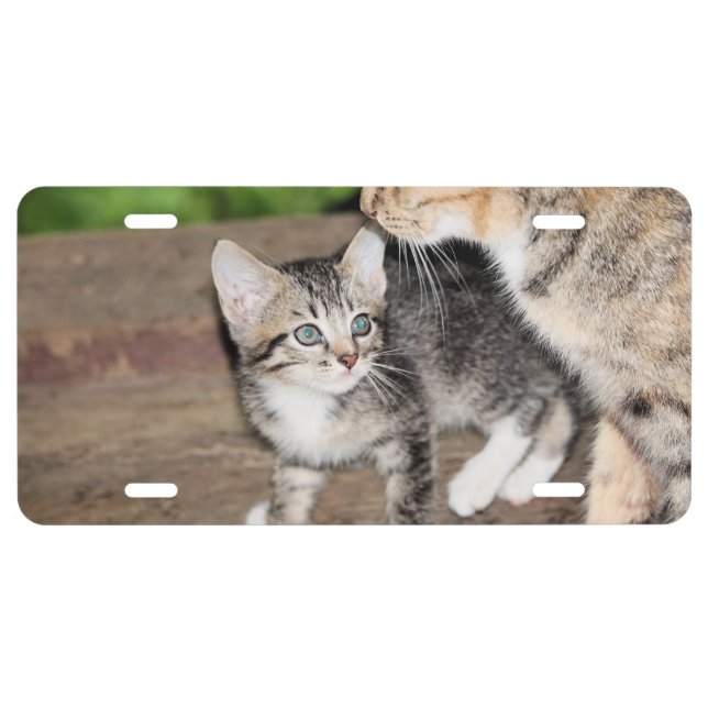 Kitten License Plate (Front)