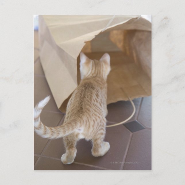 Kitten Looking into the Abyss of a Bag Postcard (Front)