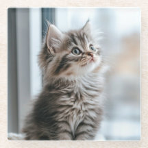 Kitten looking out the window