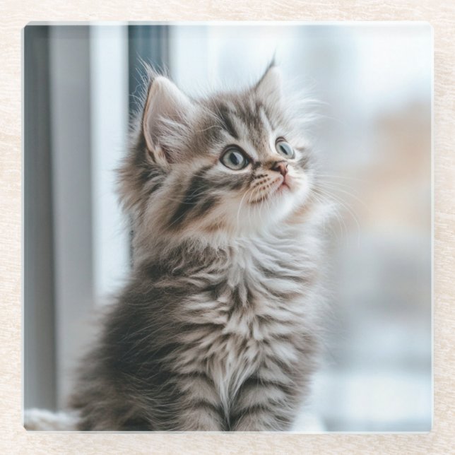 Kitten looking out the window glass coaster (Front)