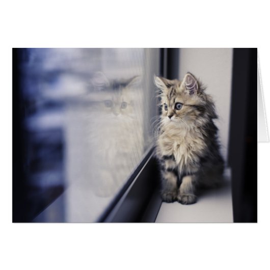 Kitten Looking Out Window (Front Horizontal)