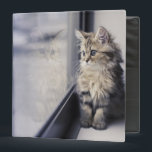 Kitten Looking Out Window 3 Ring Binder<br><div class="desc">Persian kitten and reflection by window</div>