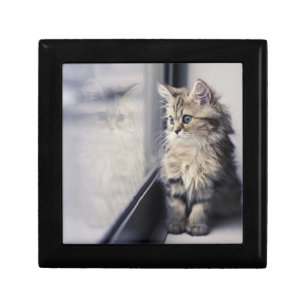 Kitten Looking Out Window Gift Box