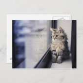 Kitten Looking Out Window Postcard (Front/Back)
