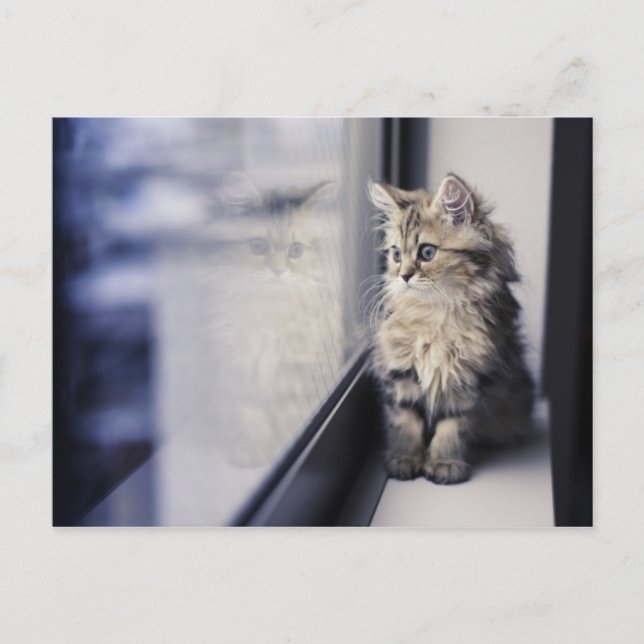 Kitten Looking Out Window Postcard (Front)