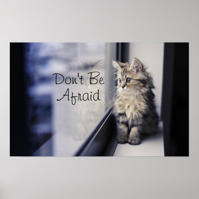 Kitten Looking Out Window Poster (Front)