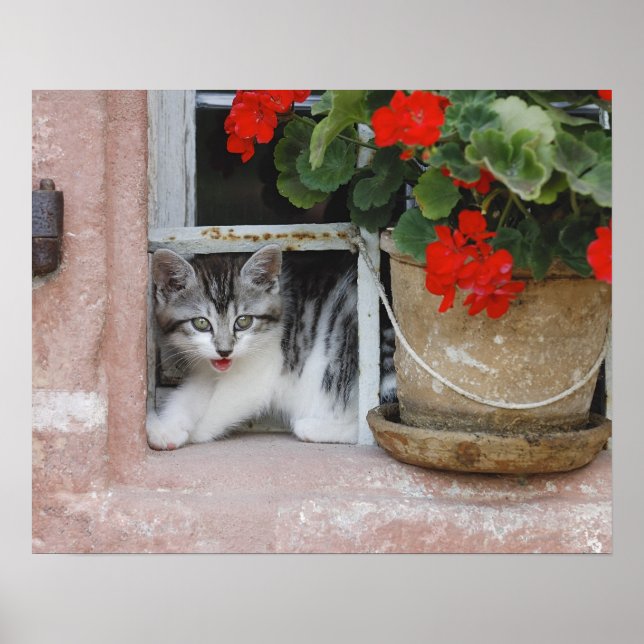 Kitten Looking Out Window Poster (Front)