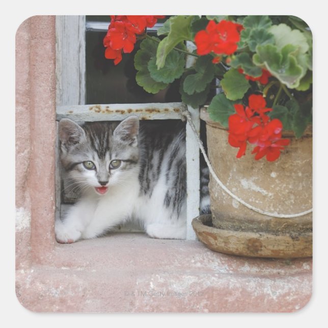 Kitten Looking Out Window Square Sticker (Front)