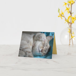 Kitten Love Card