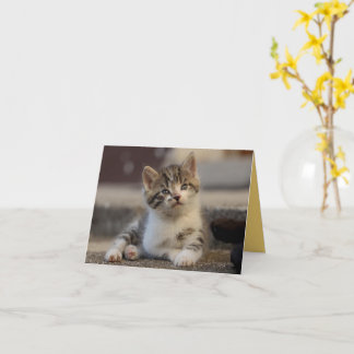 Kitten Love Card