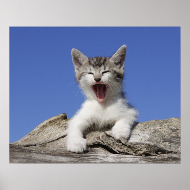 Kitten lying on log, yawning, close-up poster (Front)