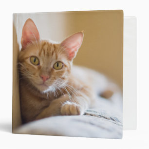 Kitten Lying On The Couch Binder