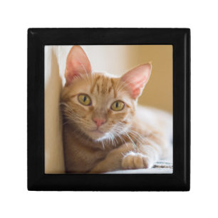 Kitten Lying On The Couch Gift Box