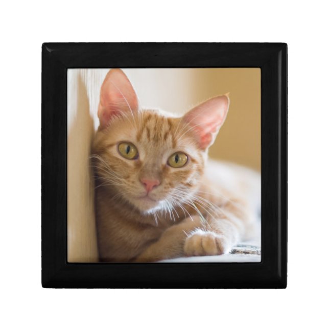 Kitten Lying On The Couch Gift Box (Front)