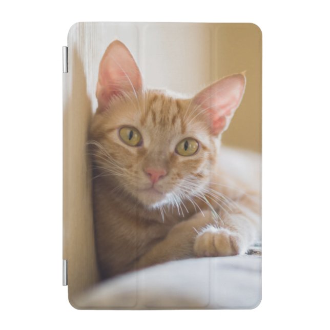 Kitten Lying On The Couch iPad Mini Cover (Front)