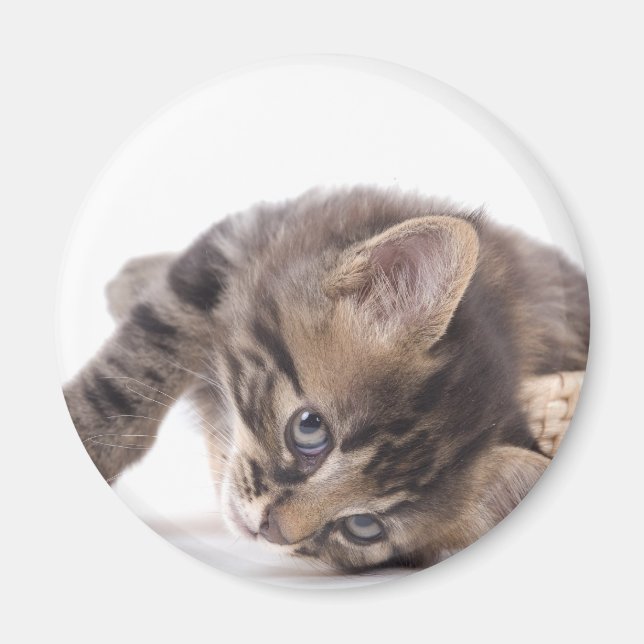 kitten magnet (Front)