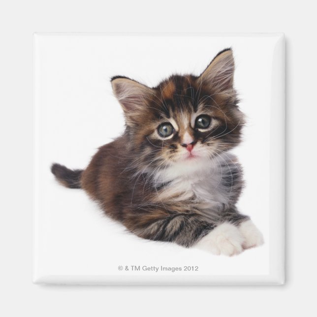 Kitten Magnet (Front)