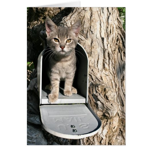 Kitten mail cards (Front)