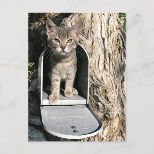 Kitten mail postcard