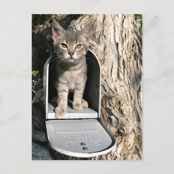 Kitten Mail Postcard by deemac1 at Zazzle