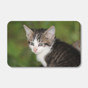 Kitten  matchboxes