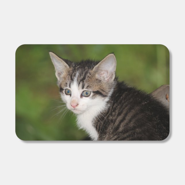 Kitten  matchboxes (Front)