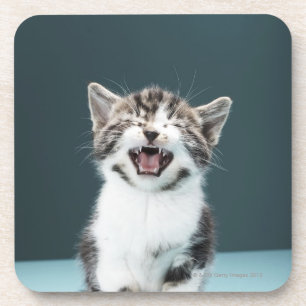Kitten meowing beverage coaster