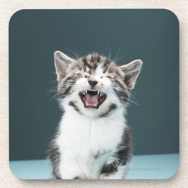 Kitten meowing beverage coaster (Front)