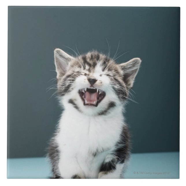 Kitten meowing tile (Front)
